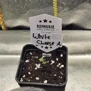 White Cheese Auto Winter grow