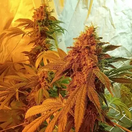 2x4 Perpetual grow