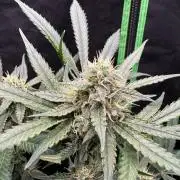 Fastbuds extract run