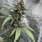 Banana Purple Punch Auto