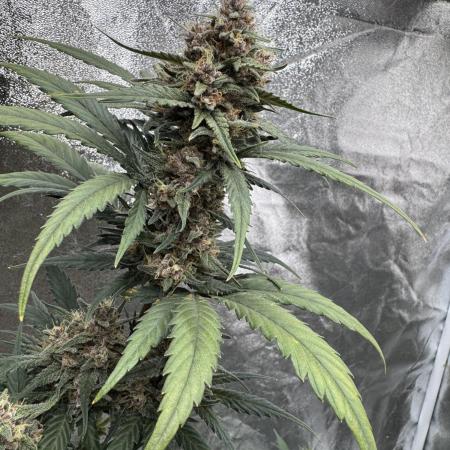 Banana Purple Punch Auto