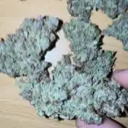 Gorilla Cookies Auto
