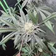 Fastbuds extract run