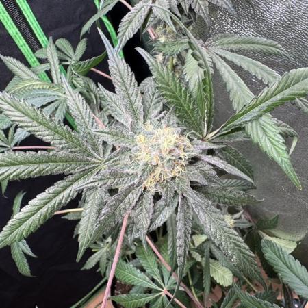 Fastbuds extract run
