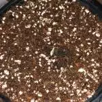 Jack Herer - COCO COIR