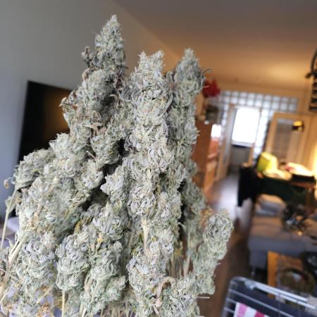 Organic - FastBuds Lemon Mandarin
