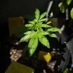 Ayahuasca Purple Outdoor Organic