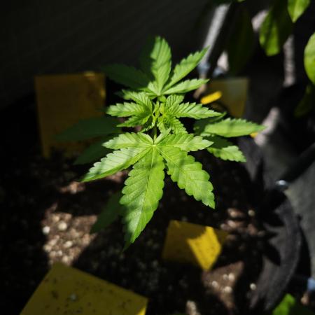 Ayahuasca Purple Outdoor Organic