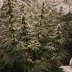 Organic - Blue sunset Sherbert