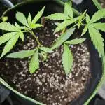 Outdoor Organic - Forbidden Runtz