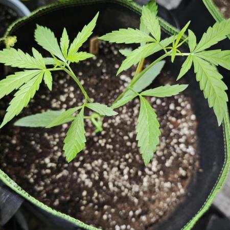Outdoor Organic - Forbidden Runtz