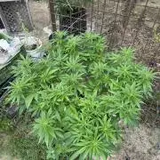 Outdoor 2026