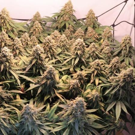 Critical Orange punch