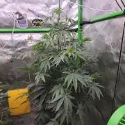 Bonzai Time!