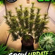 Gewinnspielseeds - Grow