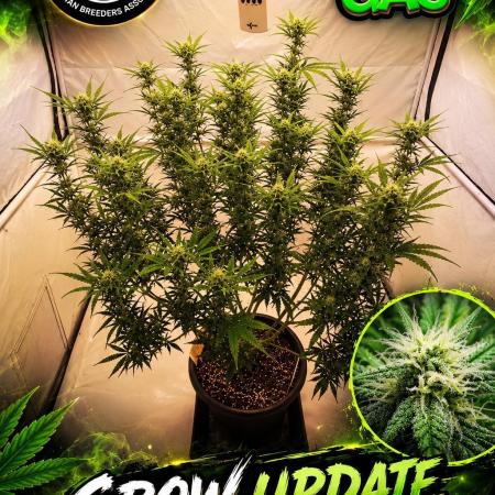 Gewinnspielseeds - Grow