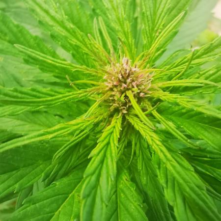 Gewinnspielseeds - Grow