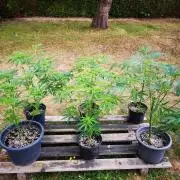 Gewinnspielseeds - Grow