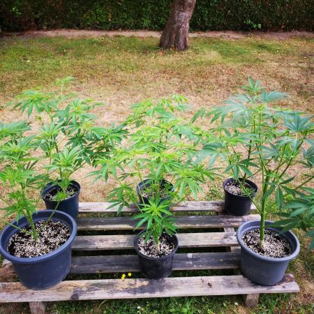 Gewinnspielseeds - Grow