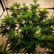 Gewinnspielseeds - Grow