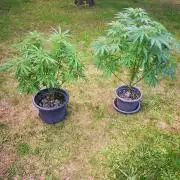 Gewinnspielseeds - Grow