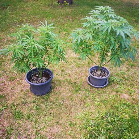 Gewinnspielseeds - Grow