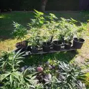 Gewinnspielseeds - Grow