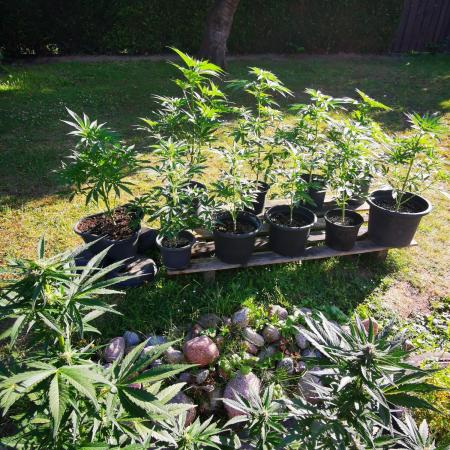 Gewinnspielseeds - Grow