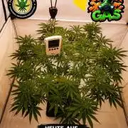 Gewinnspielseeds - Grow