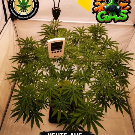 Gewinnspielseeds - Grow
