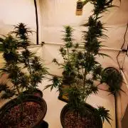 Gewinnspielseeds - Grow
