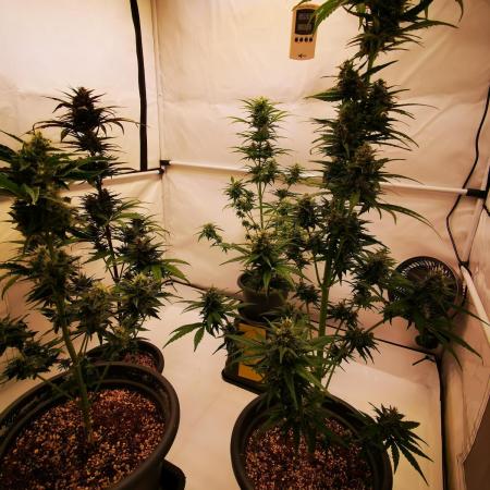 Gewinnspielseeds - Grow