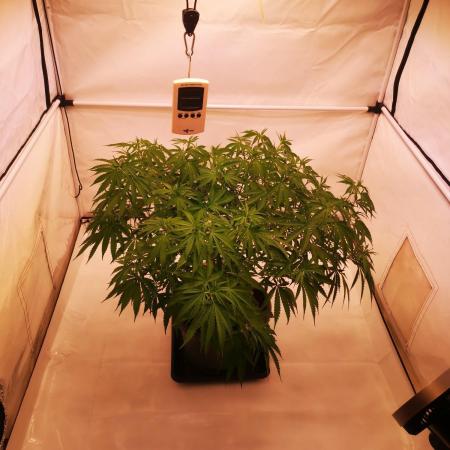 Gewinnspielseeds - Grow