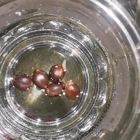 Test-grow 1.