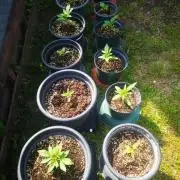 Test-grow 1.