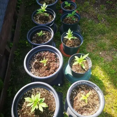 Gewinnspielseeds - Grow