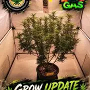 Gewinnspielseeds - Grow