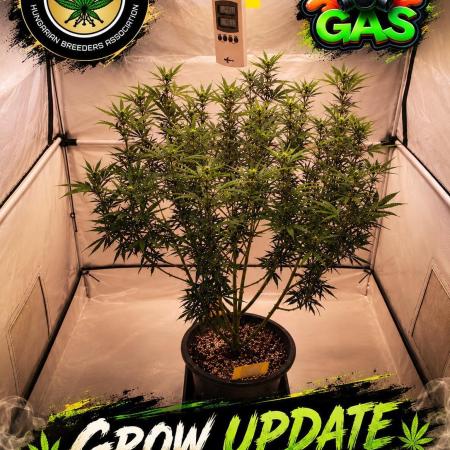 Gewinnspielseeds - Grow