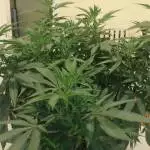 Scotian Grown 1st Grow!