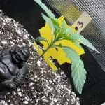 1st Grow [NOS / Midnight Marathon F4]