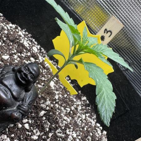 1st Grow [NOS / Midnight Marathon F4]