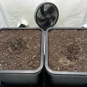 Pineapple Express F1 Zamnesia