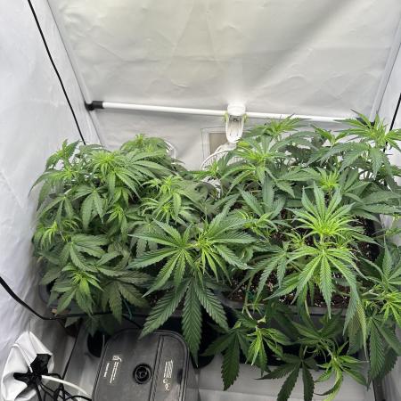 RQS Milky Way F1 X FB420 Strawbry Banana
