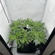 Gorilla Cookies 420FB