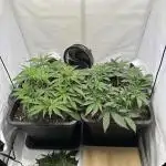 Gorilla Z FB420 X Green Gelato Auto RQS