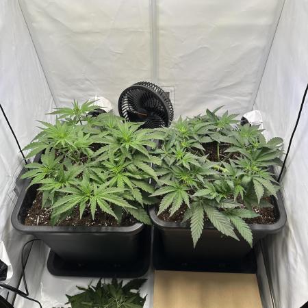 Gorilla Z FB420 X Green Gelato Auto RQS