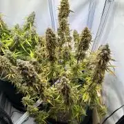 Zamnesia Wurlz F1 & Blue Cheese F1