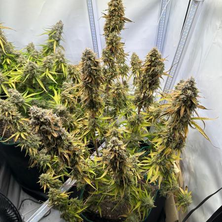 Zamnesia Wurlz F1 & Blue Cheese F1