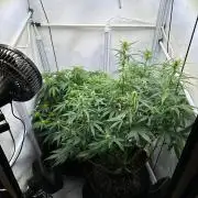 RQS Milky Way F1 & GOAT'lato Auto