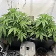 Pineapple Express F1 Zamnesia